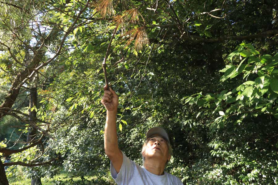 枝の一部が枯れた赤松を確認する平田さん